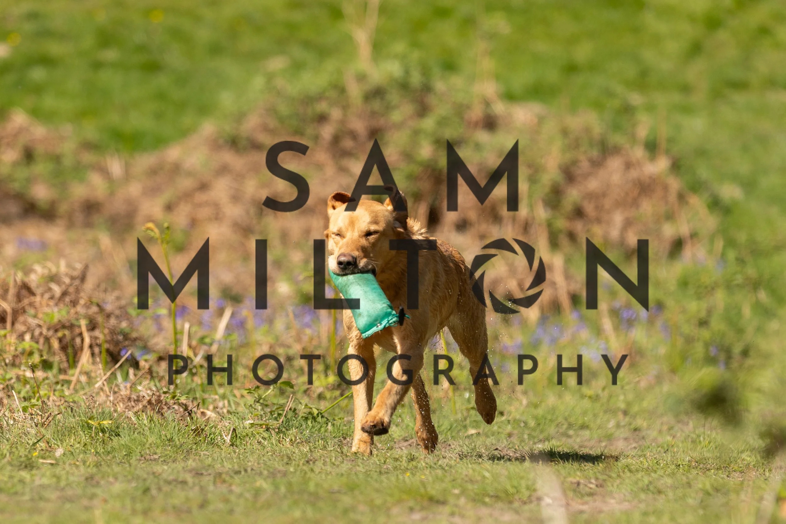 Gun Dog Challenge-251.jpg