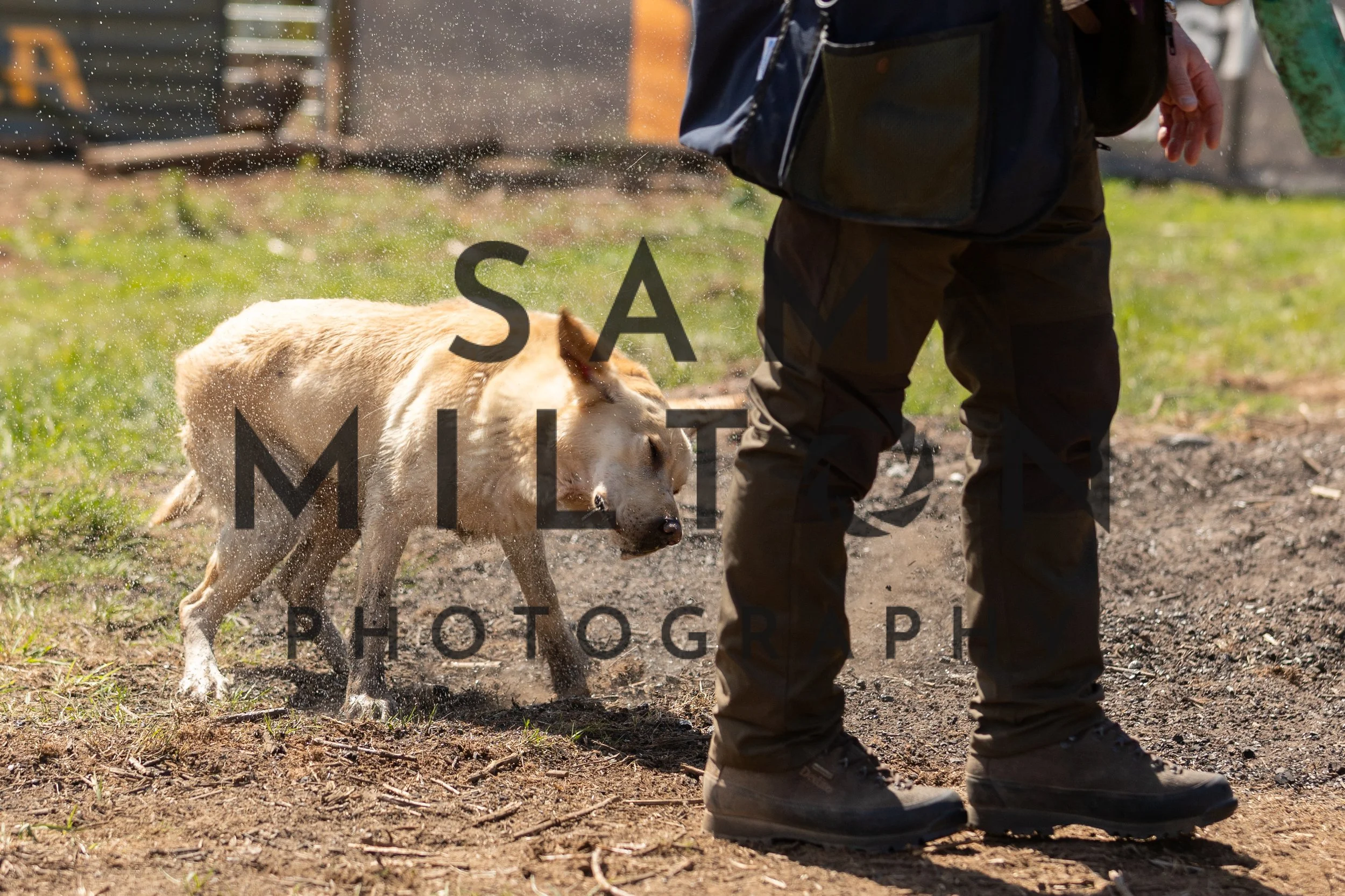 Gun Dog Challenge-340.jpg