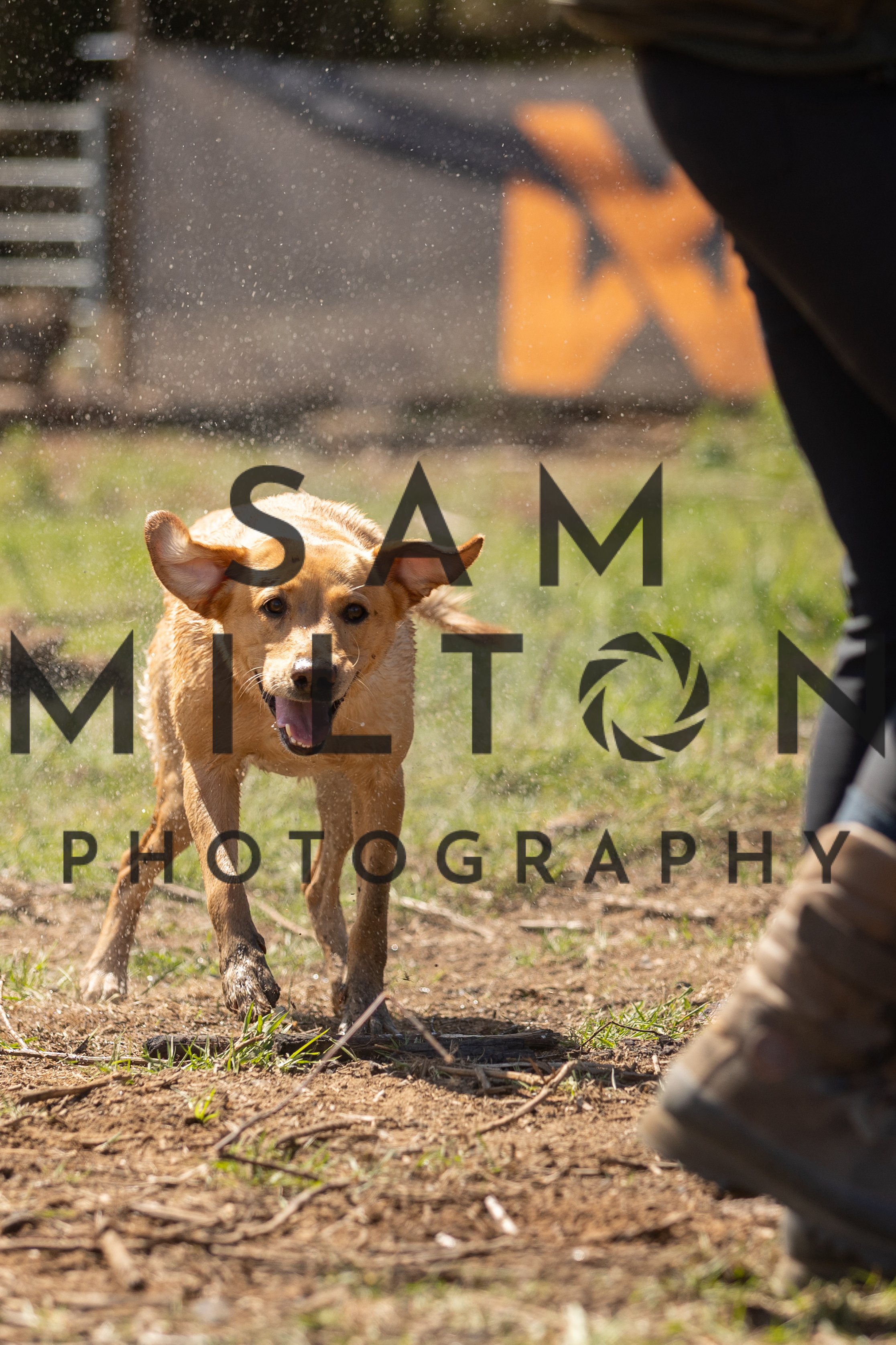 Gun Dog Challenge-345.jpg