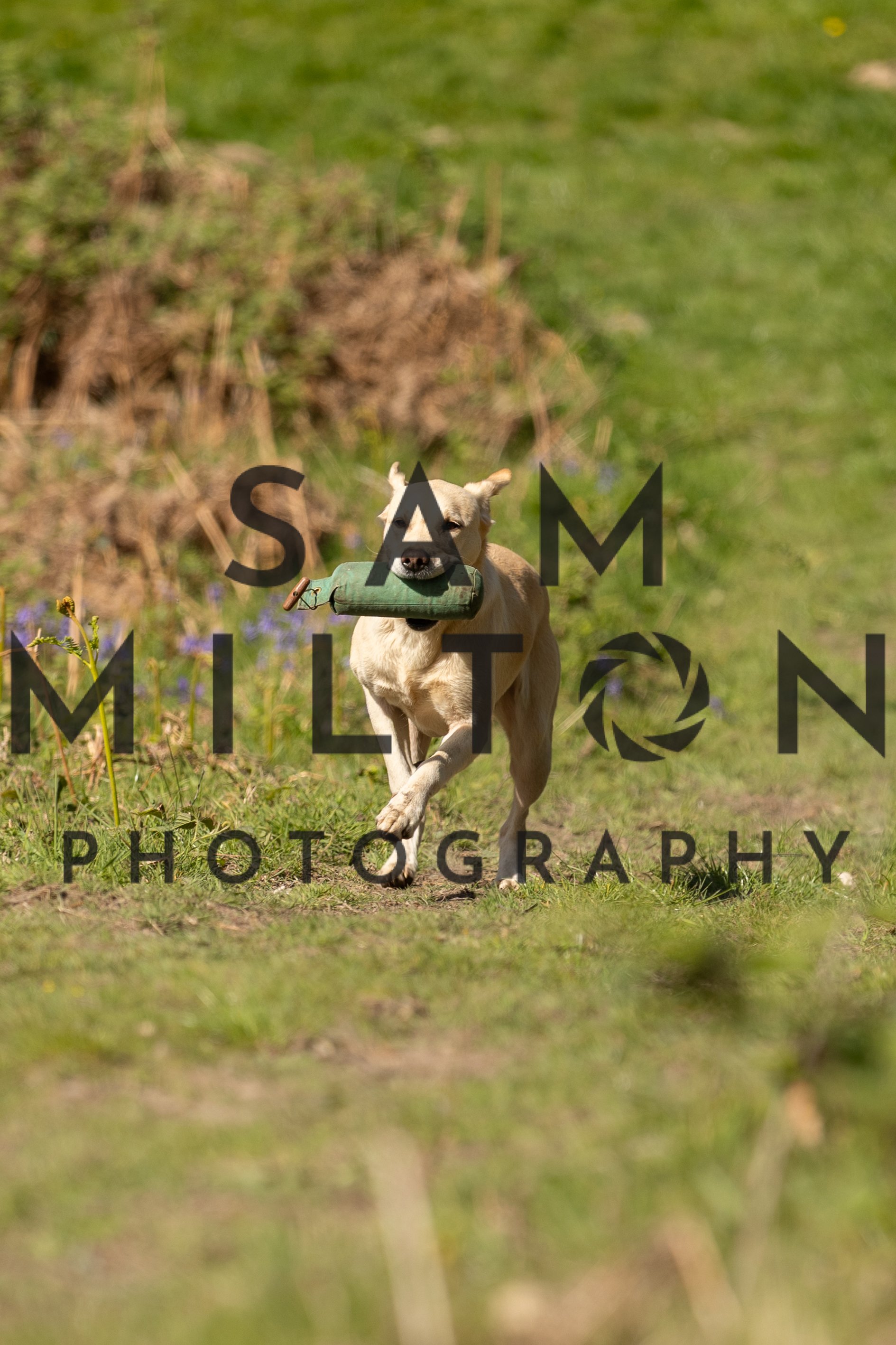 Gun Dog Challenge-260.jpg