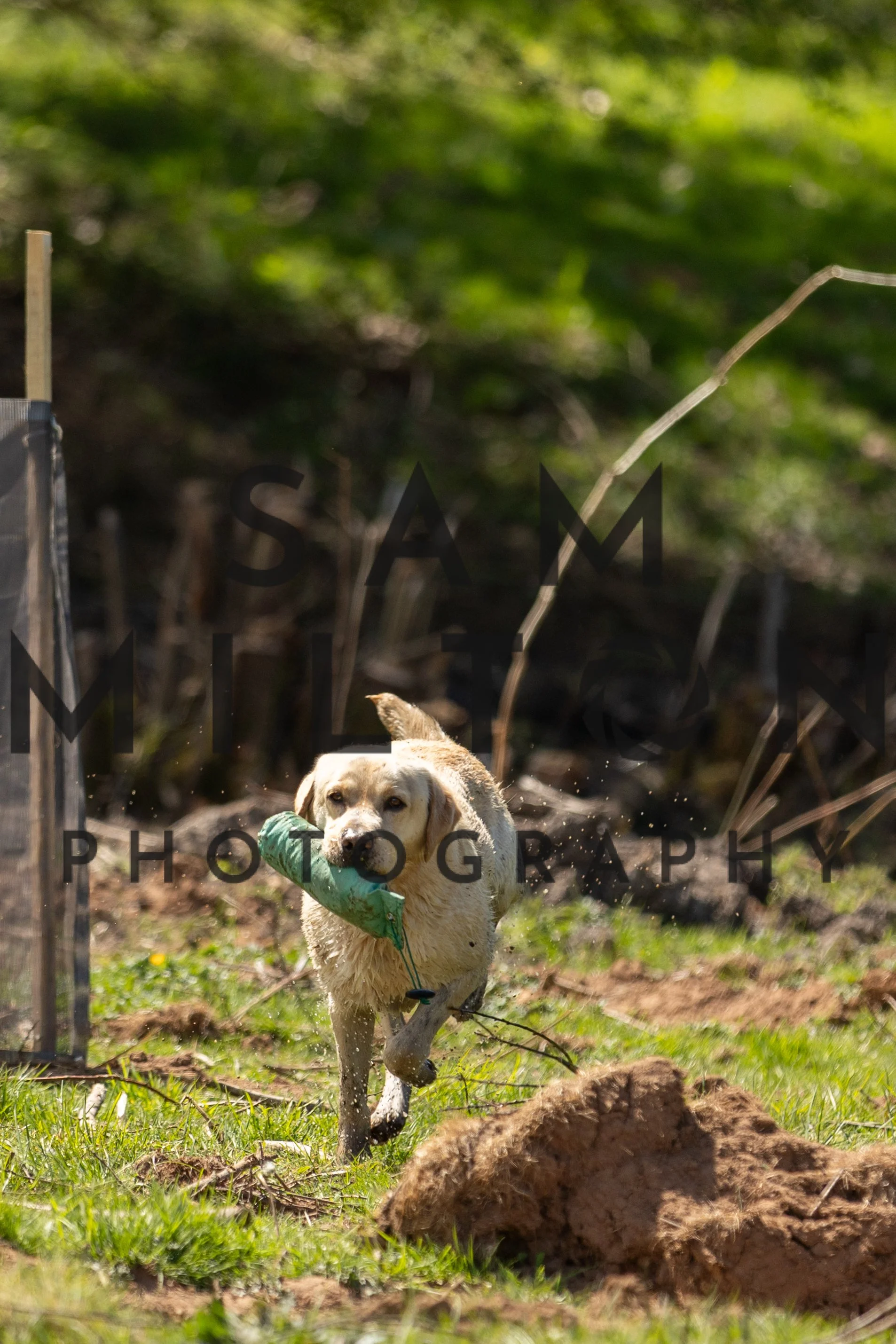 Gun Dog Challenge-338.jpg