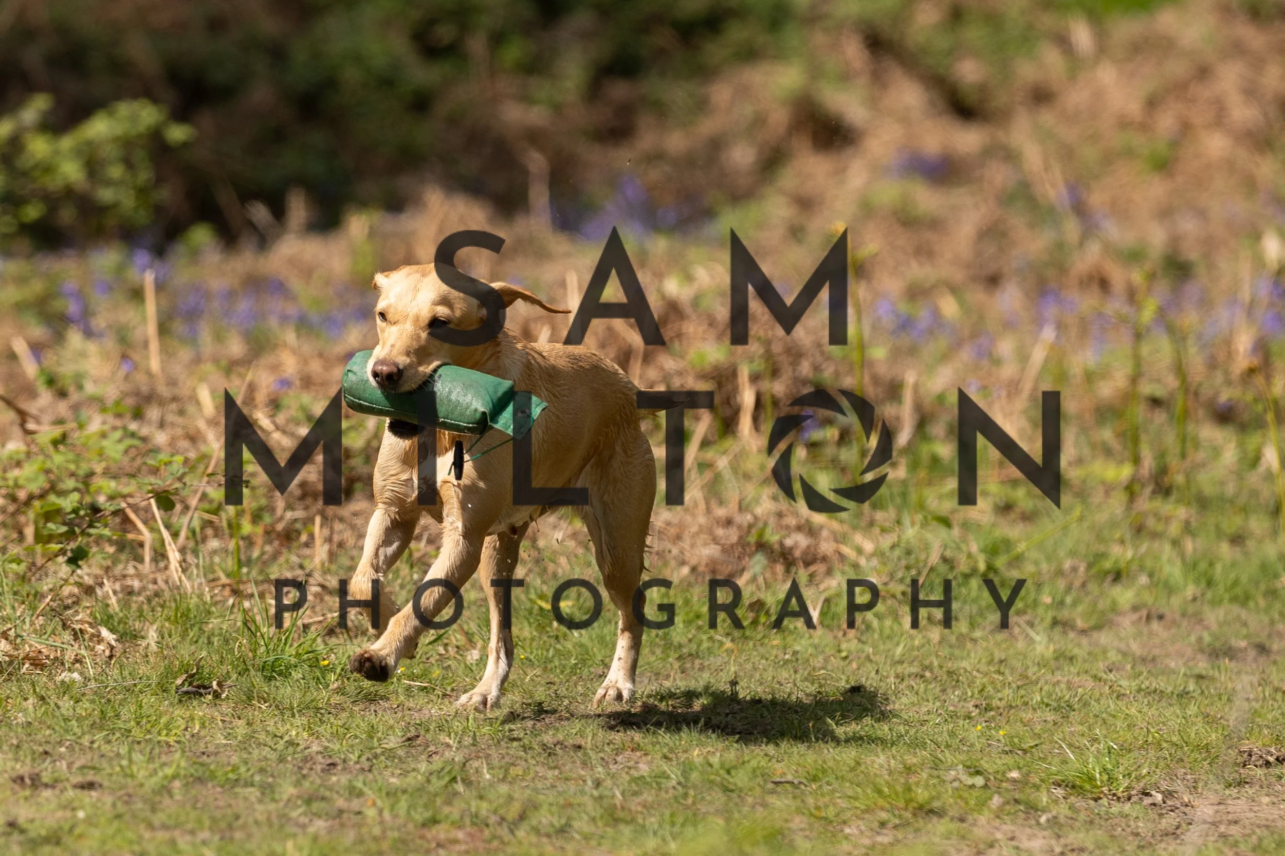 Gun Dog Challenge-270.jpg