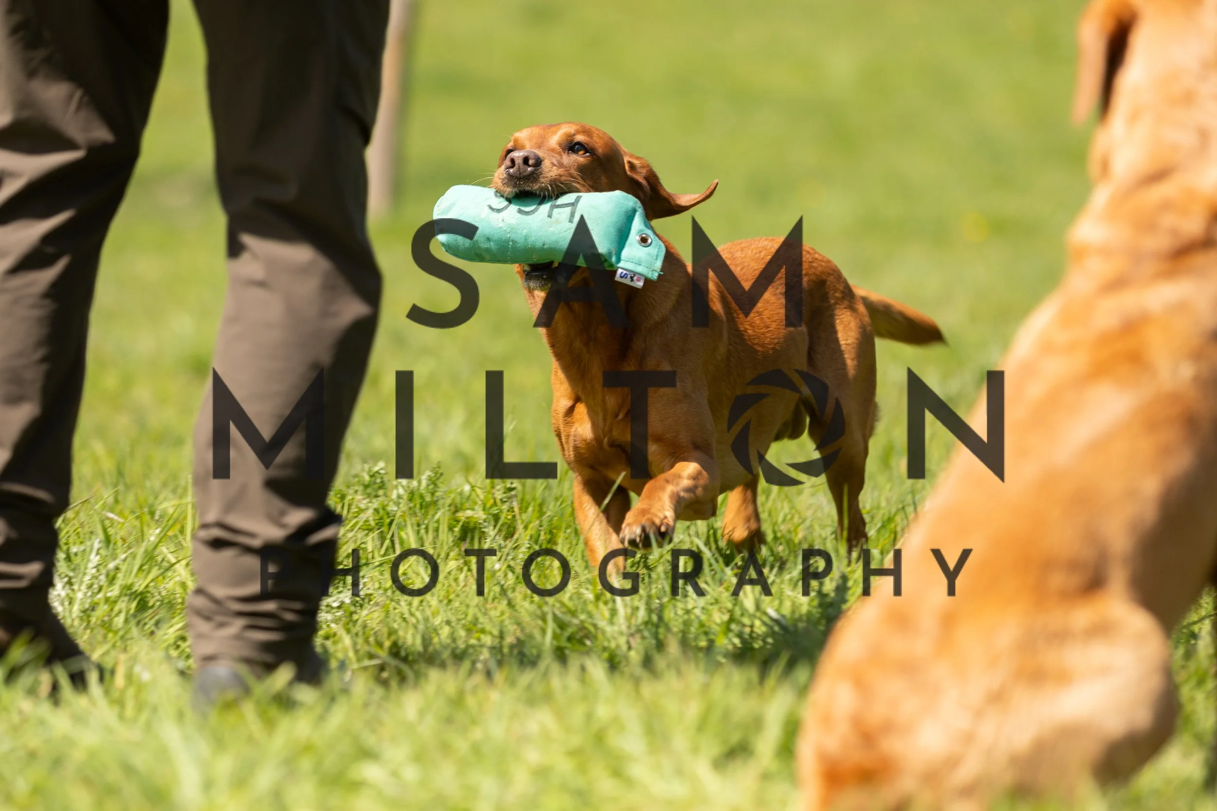 Gun Dog Challenge-237.jpg