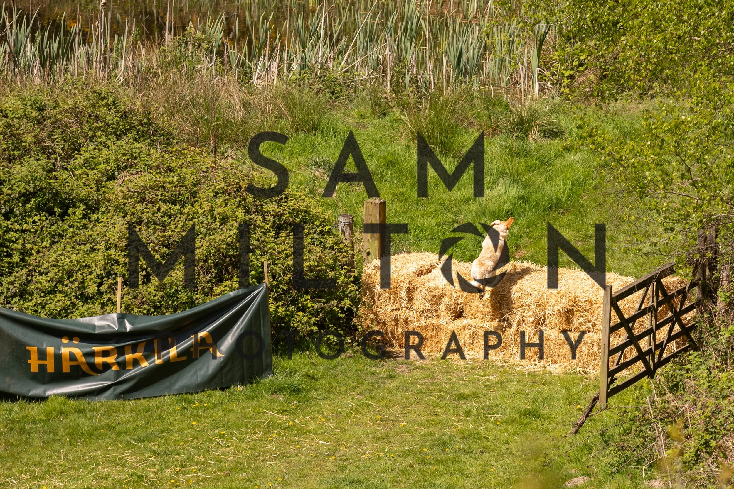 Gun Dog Challenge-256.jpg