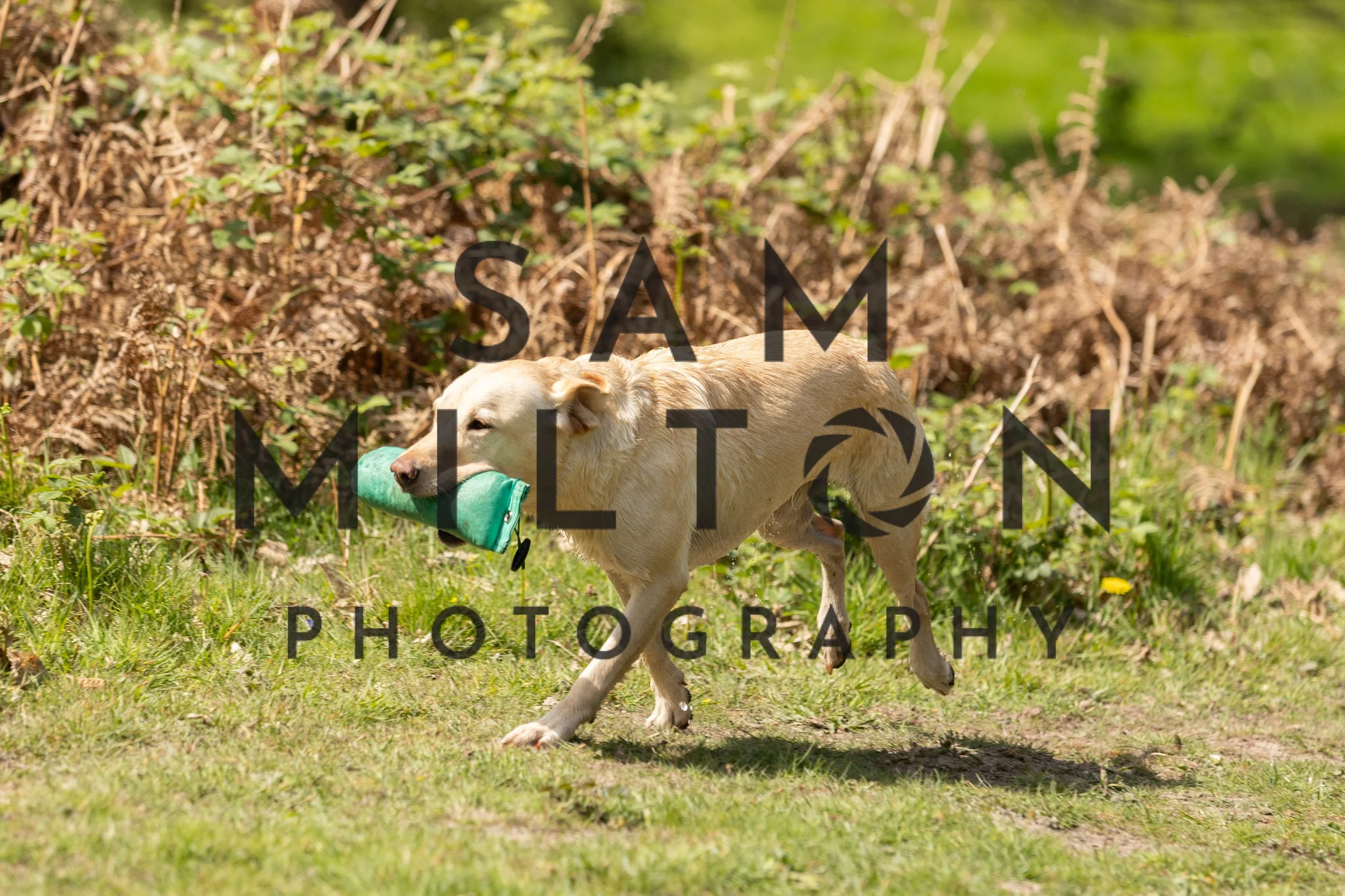 Gun Dog Challenge-274.jpg