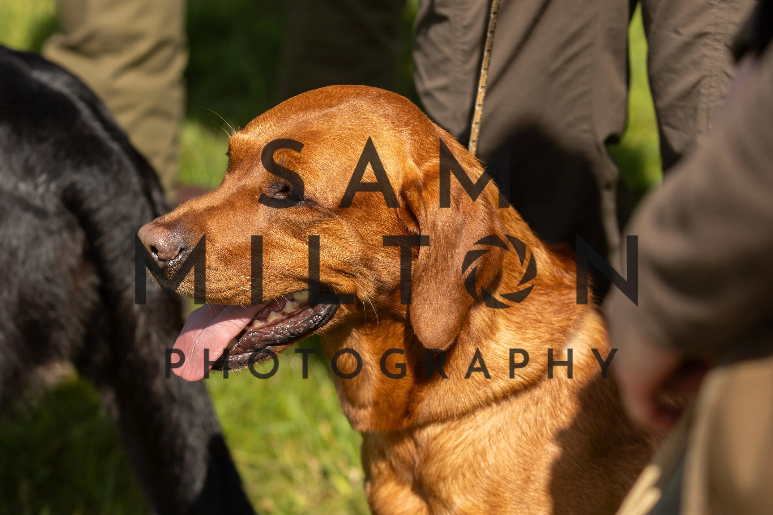 Gun Dog Challenge-225.jpg