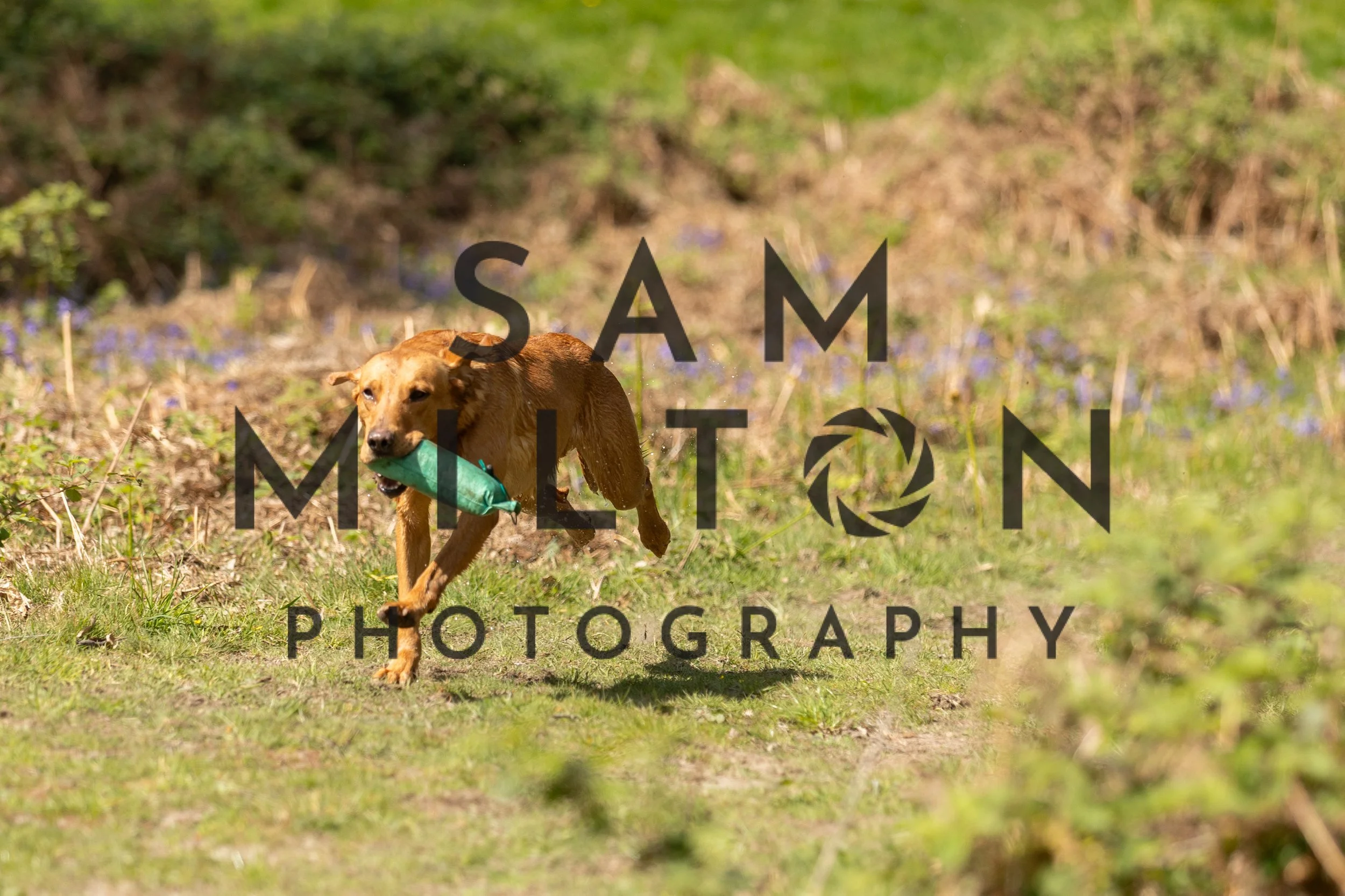 Gun Dog Challenge-301.jpg