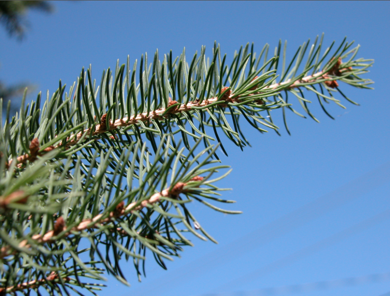za_EA_sapin_baumier_feuille_01.png