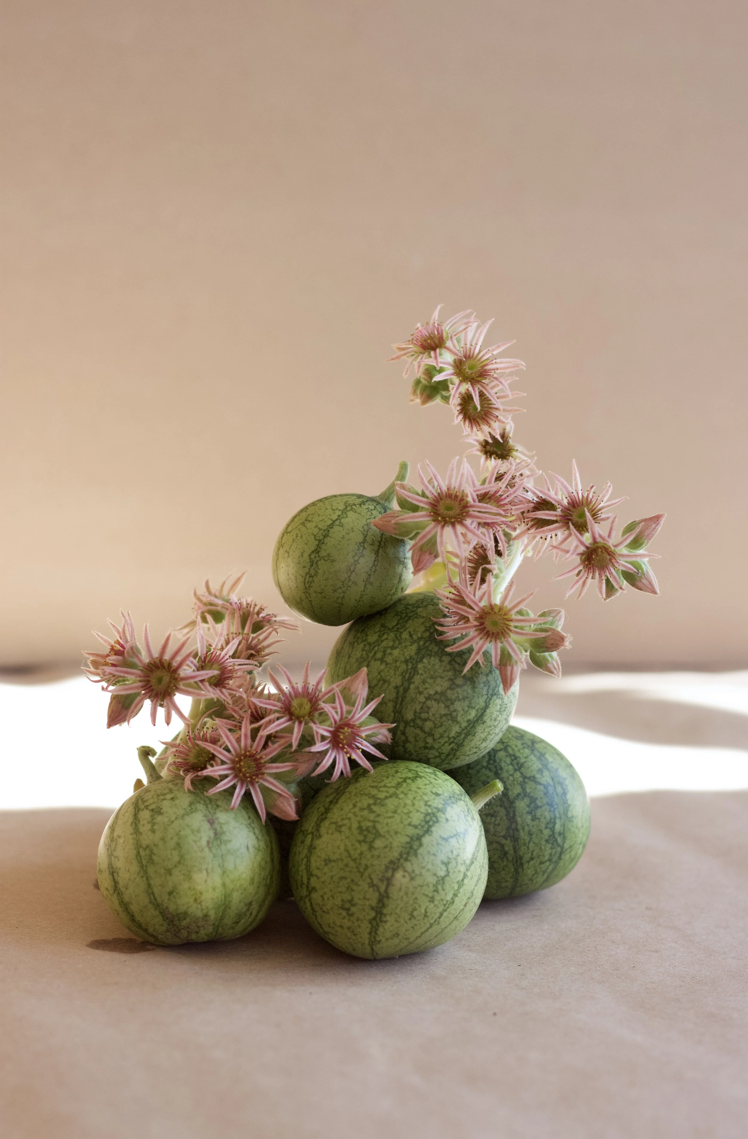 A creative arrangement of six small watermelons stacked with pink flowers growing from among them, set against a plain background.