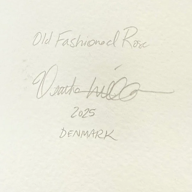 Old Fashioned Rose — Heather Millar Art