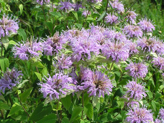Monarda fistulosa - Wild Bergamot