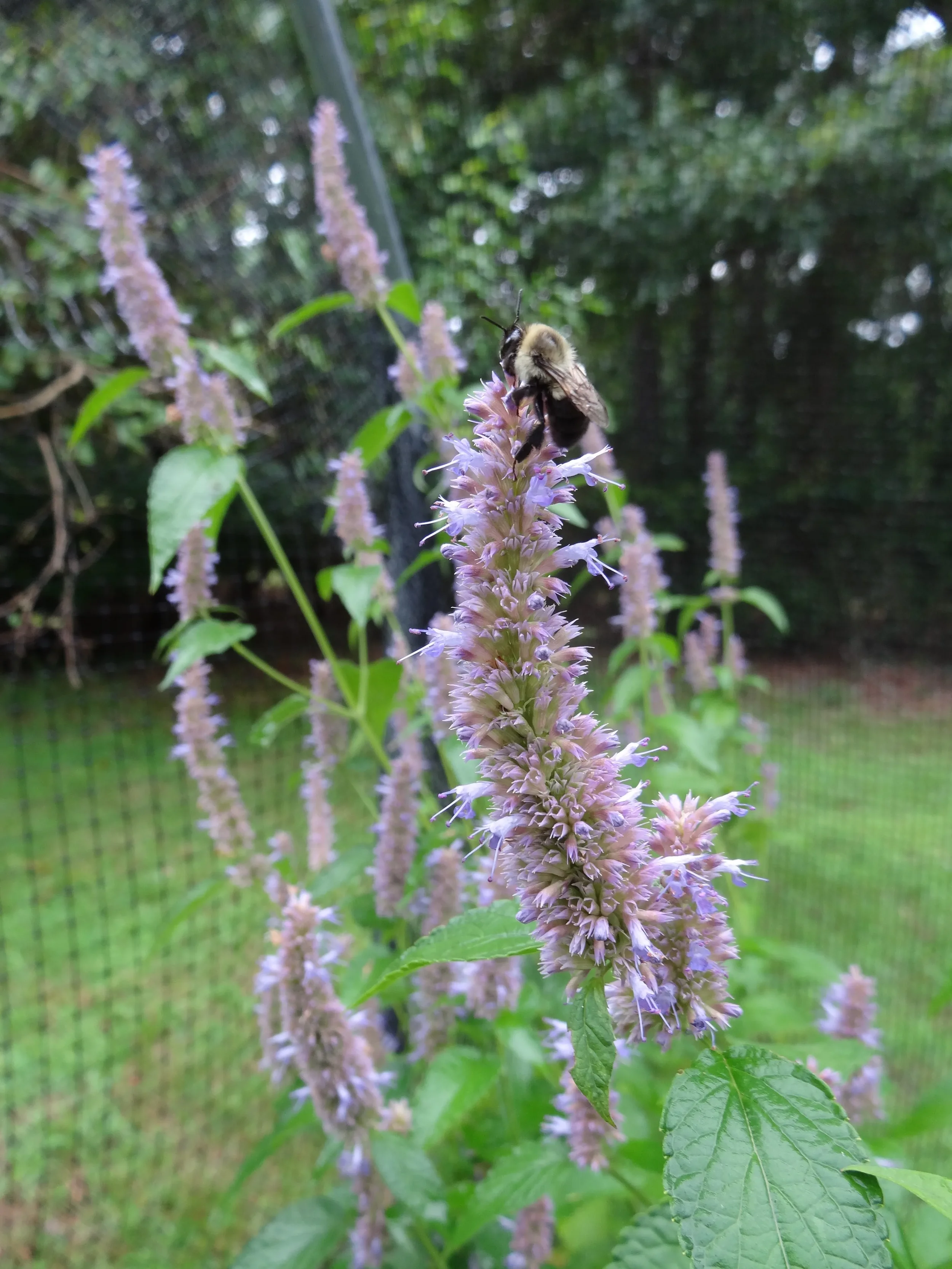 Agastache scrophulariifolia - Purple Giant Hyssop