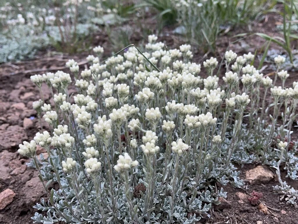 Antennaria plantaginifolia Pussytoes