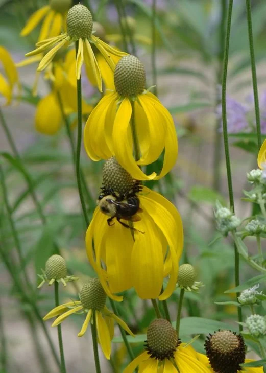 Ratibida_pinnata_Yellow_Coneflower-2020_521x730.jpg