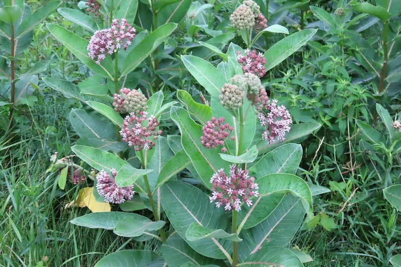 Asclepias syriaca - Common Milkweed