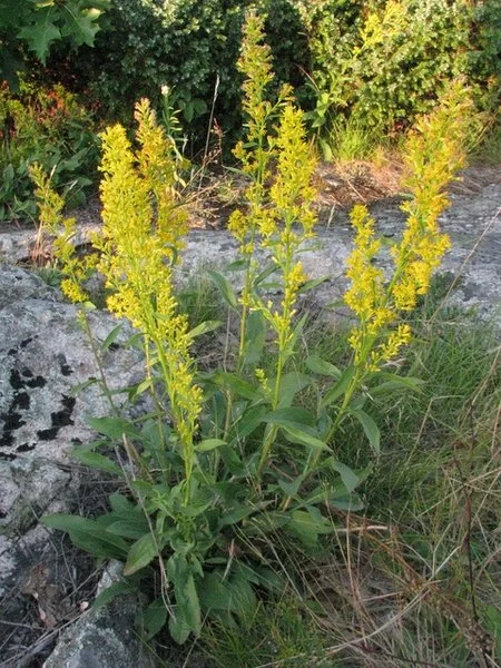 Solidago speciosa - Showy Goldenrod