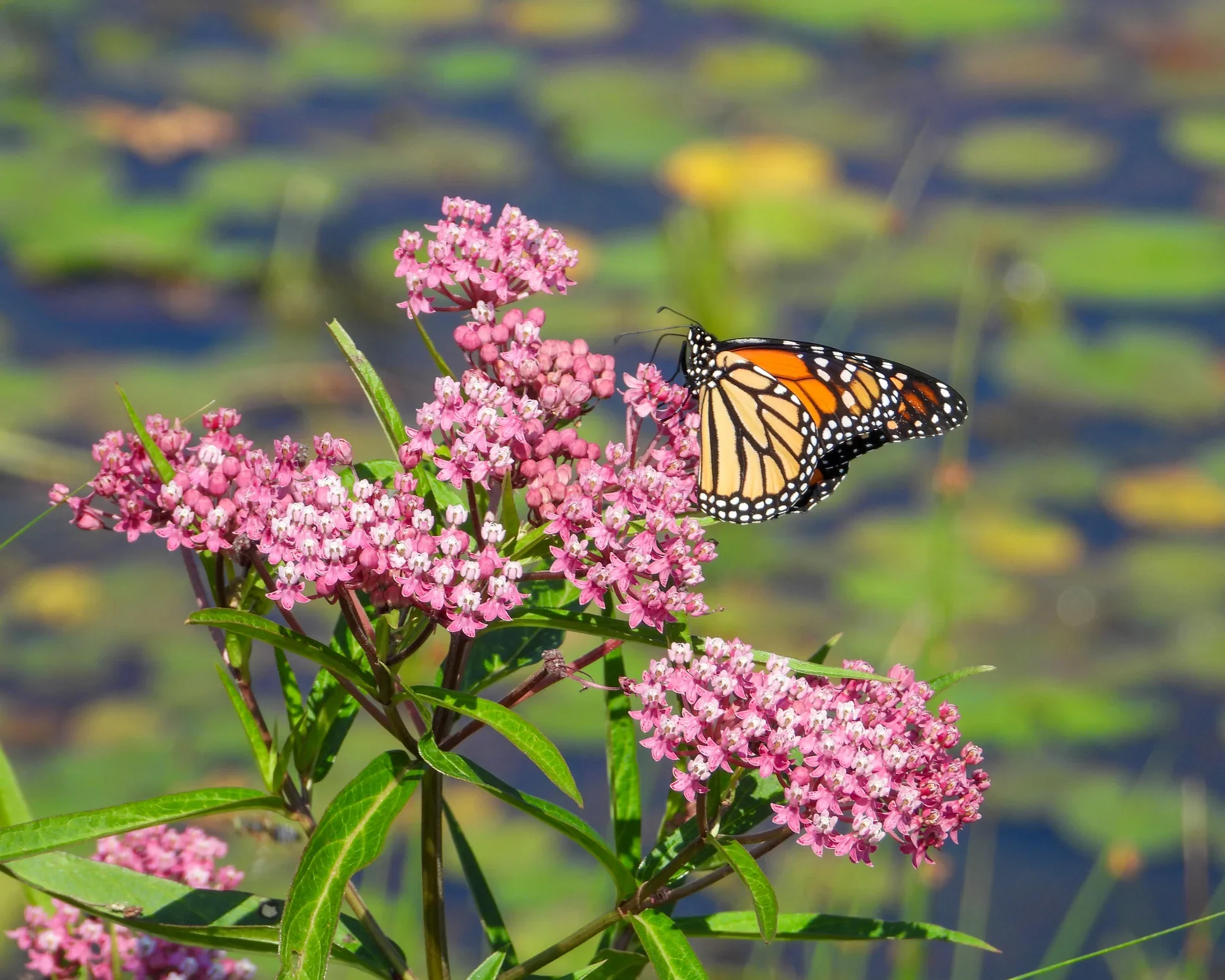 Asclepias incarnata - Rose Milkweed