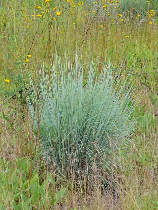 schizachyrium-scoparium-little-bluestem-main_548x730.jpg