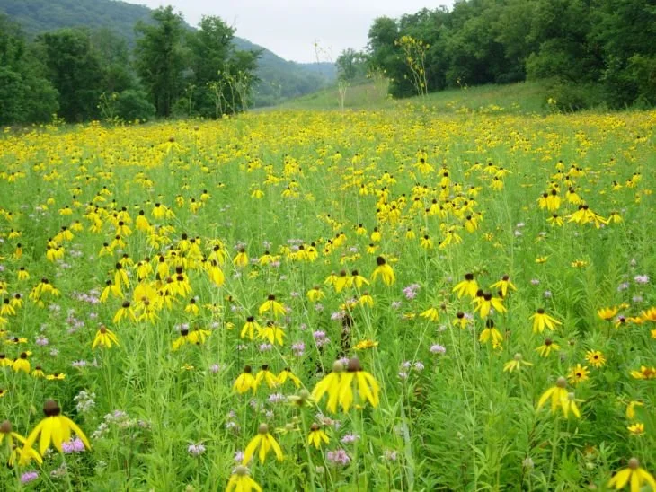 ratibida-pinnata-yellow-coneflower_field-in-full-bloom_730x548.jpg