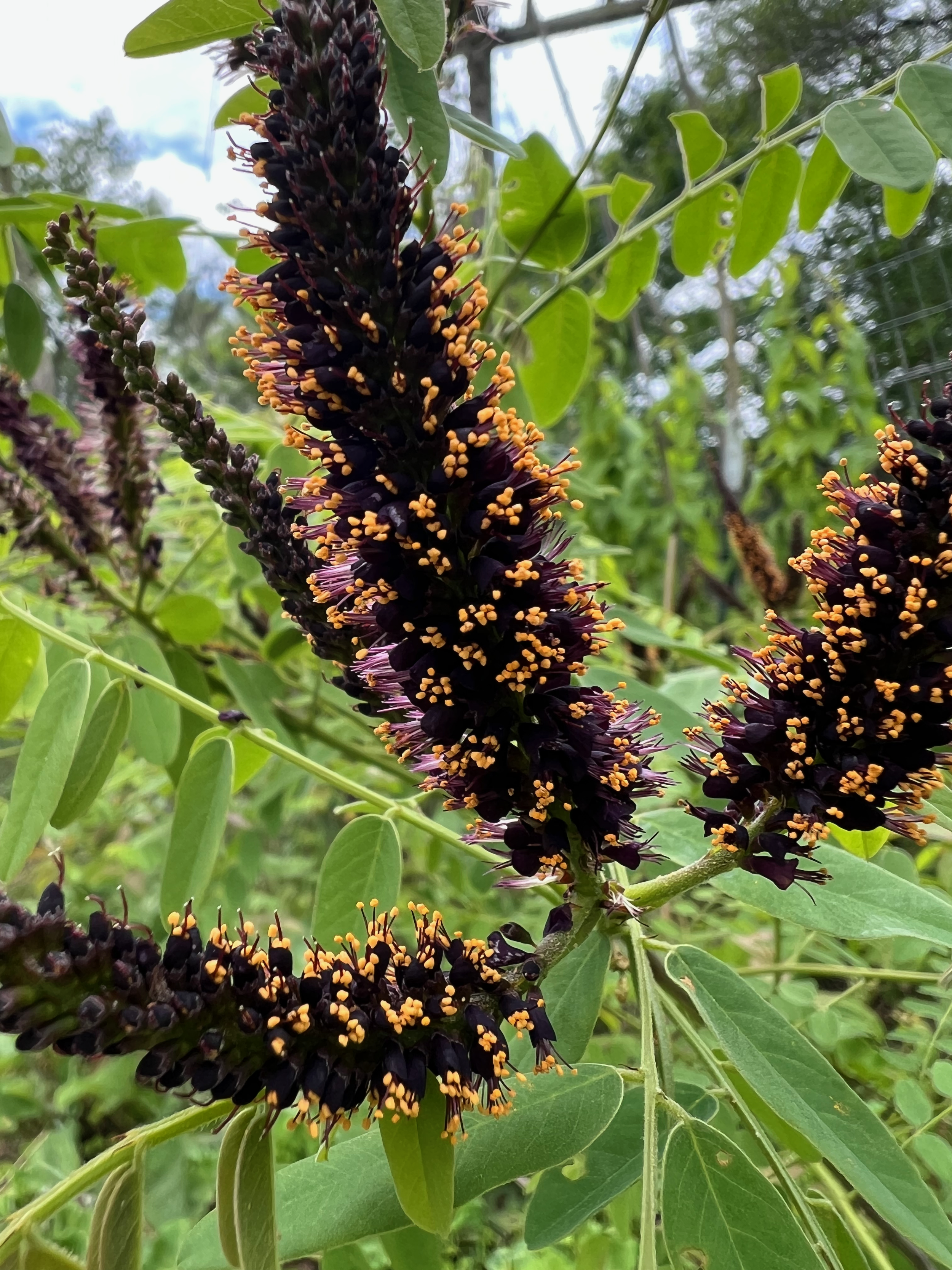 Amorpha fruticosa (Wild Indigo Shrub)