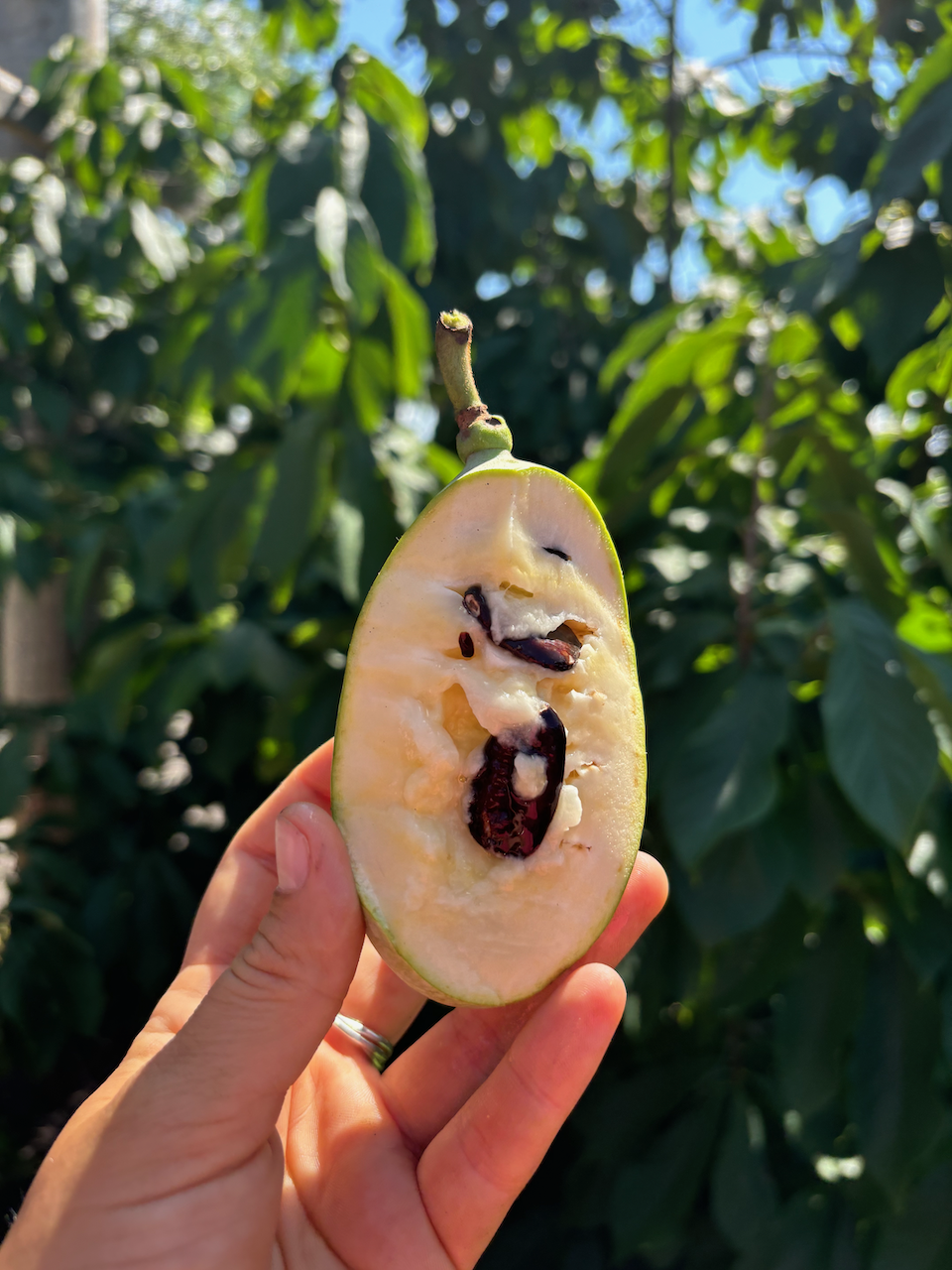 Asima triloba (pawpaw)