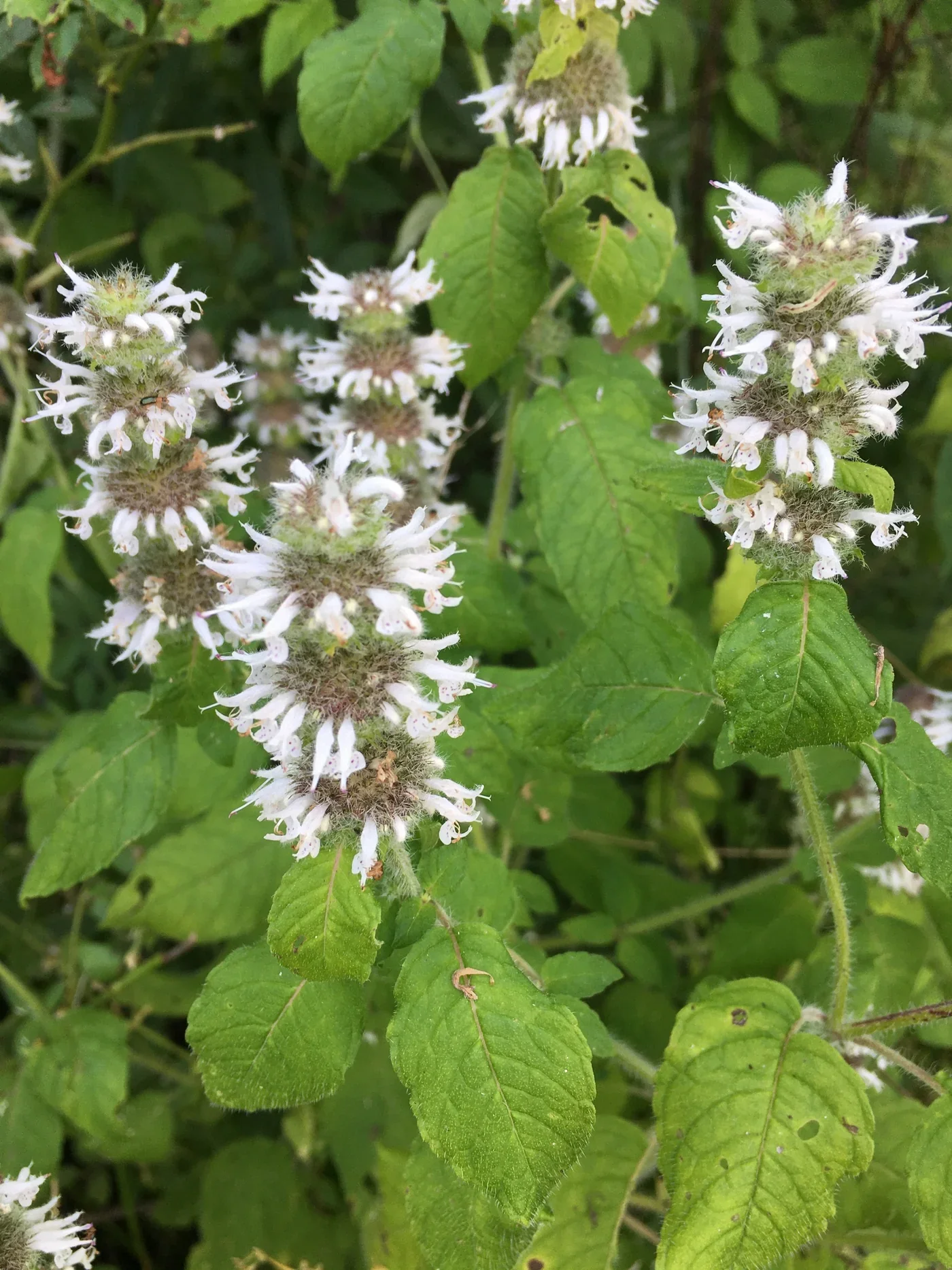 Blephilia hirsuta - Hairy Wood Mint