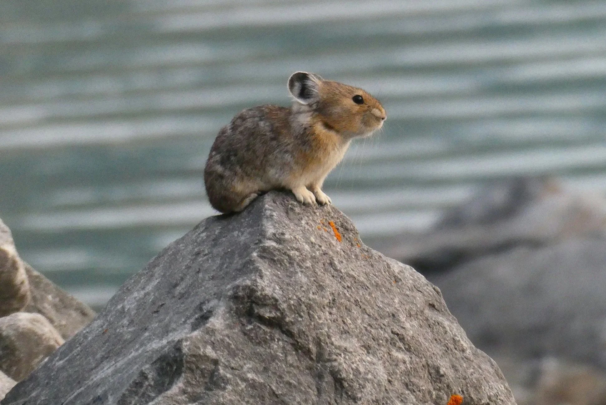 Picture of a Pika sitting atop a rock.