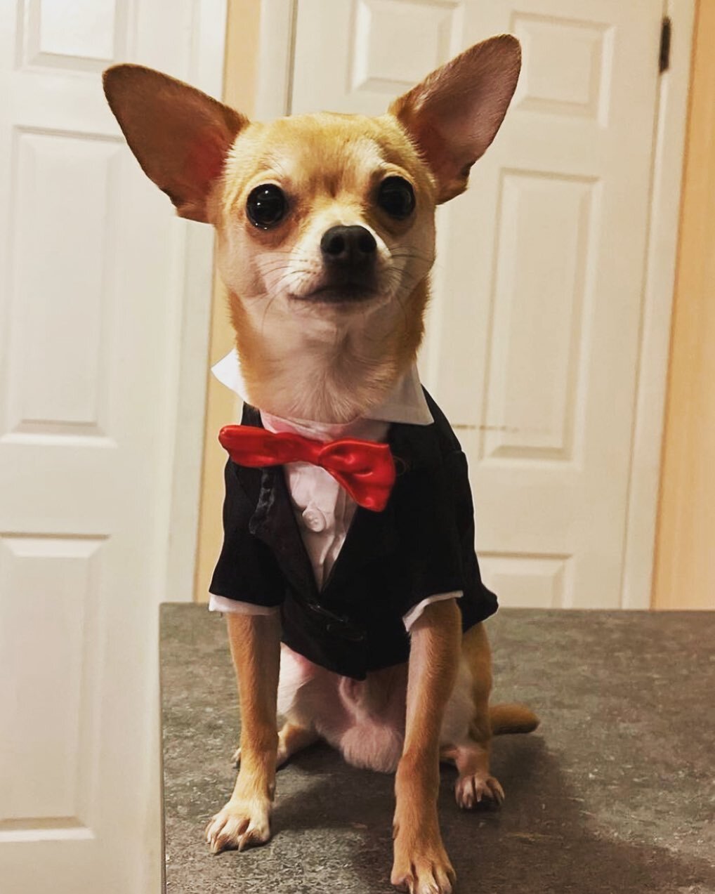 What&rsquo;s up everybody, it&rsquo;s Rufus here! I am a dapper gentleman who knows that tuxedos are the perfect attire for house calls with my vet. 

My outlook on life is that you can always feel good with your bow tie straight and your anal glands