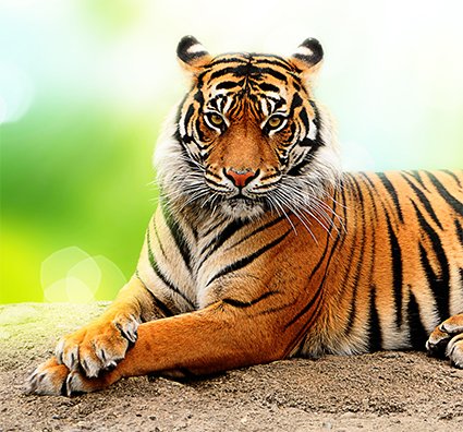 20 Facts About Tigers — GripRoom