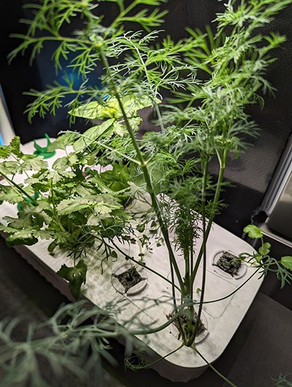 Are Hydroponic Gardens Worth the Hype?