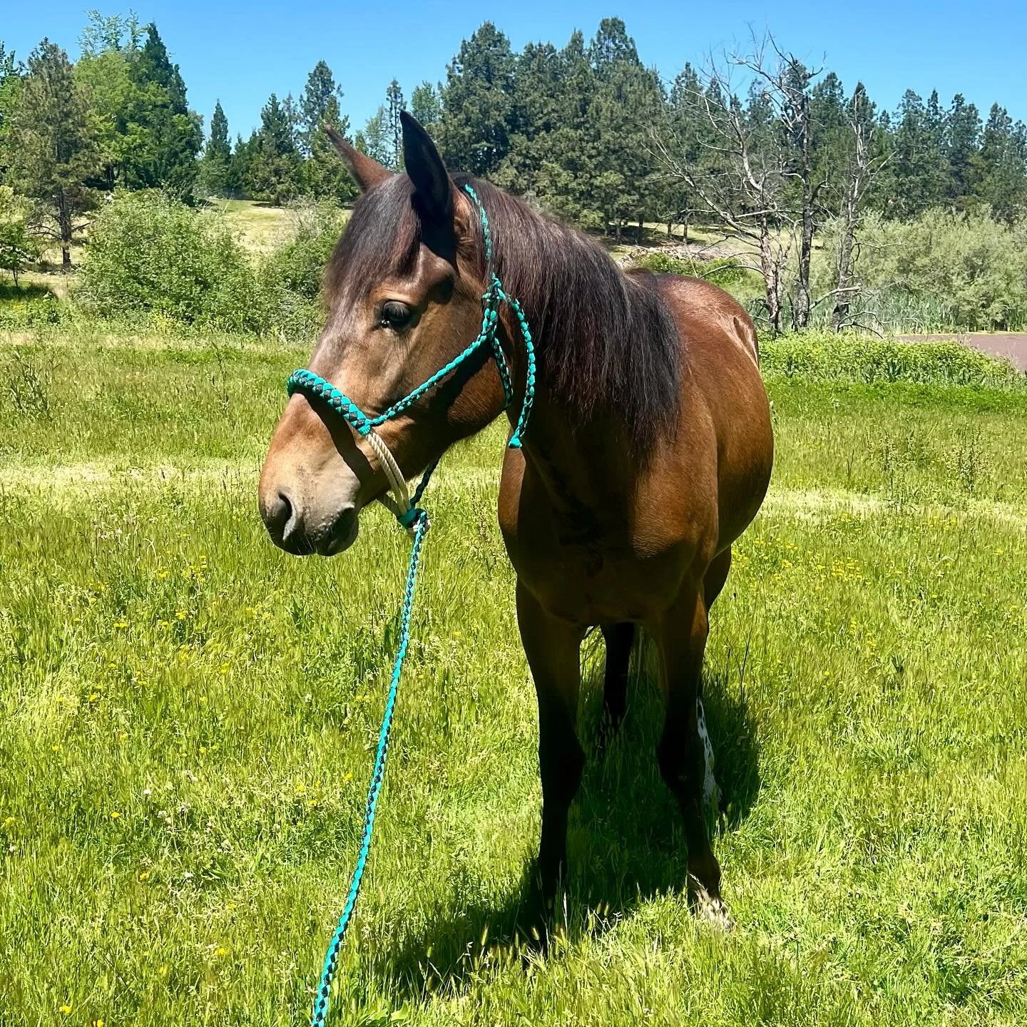 Mule tape halters and reins are 25% off at www.livewireart.com