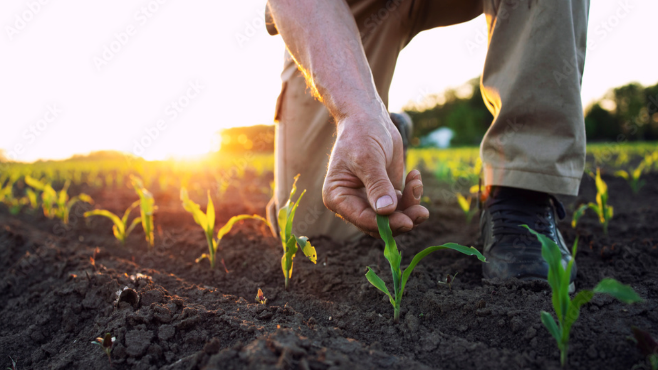 Vanishing Farms: The Cost of Losing America’s Small Farmers