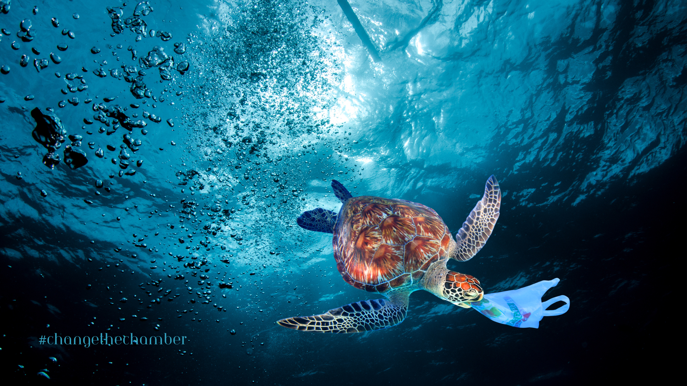 The Global Plastics Crisis: Two Scientists on What's at Stake for Our Oceans and Our Health