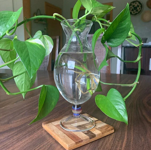 Glass Plant Vase