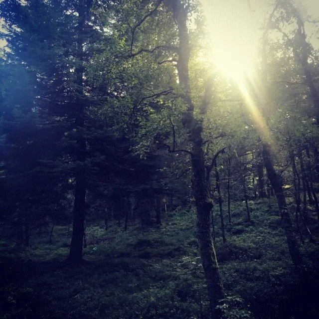 Deep Dark Woods (work in progress)