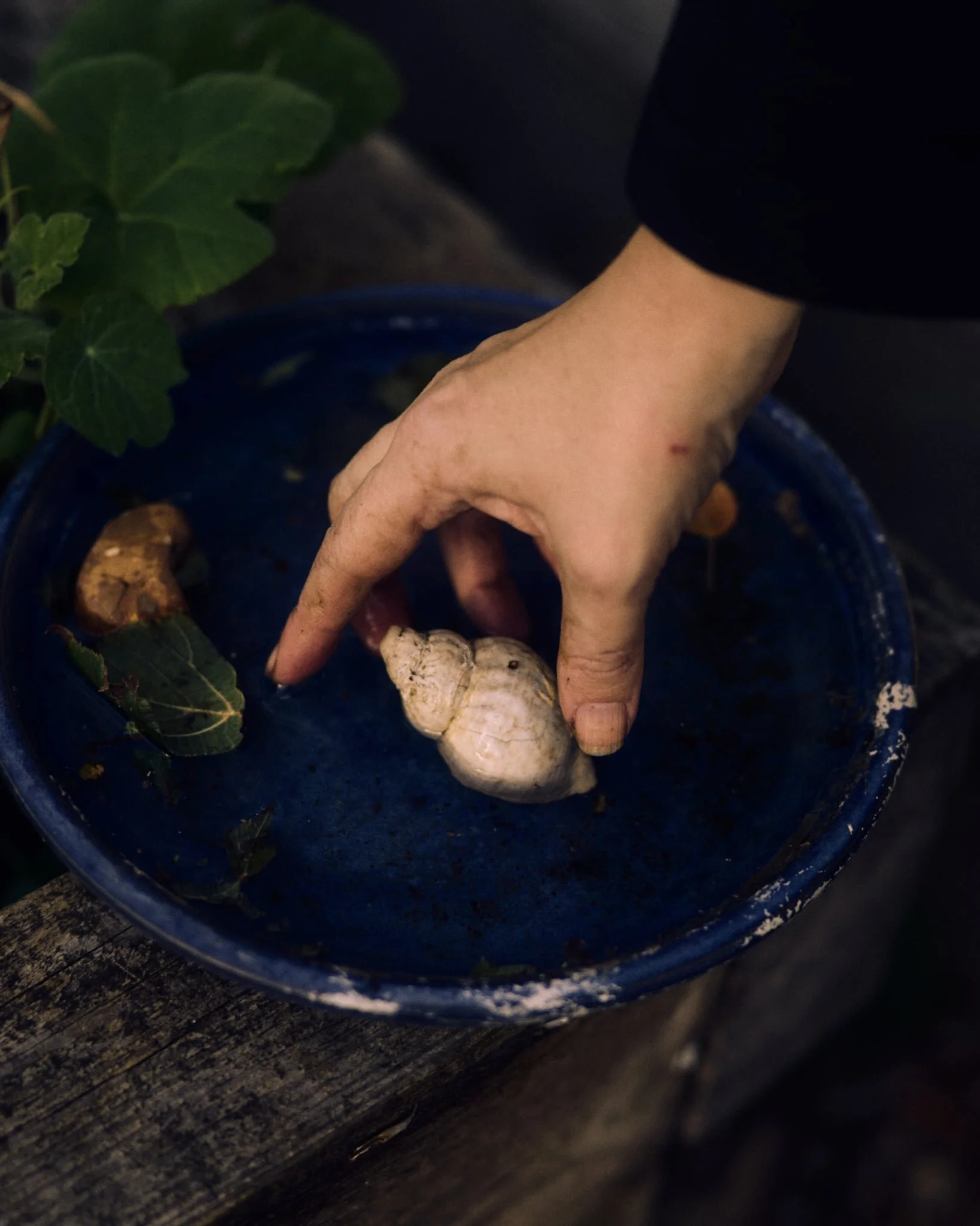 Fascia of the Land (2025)