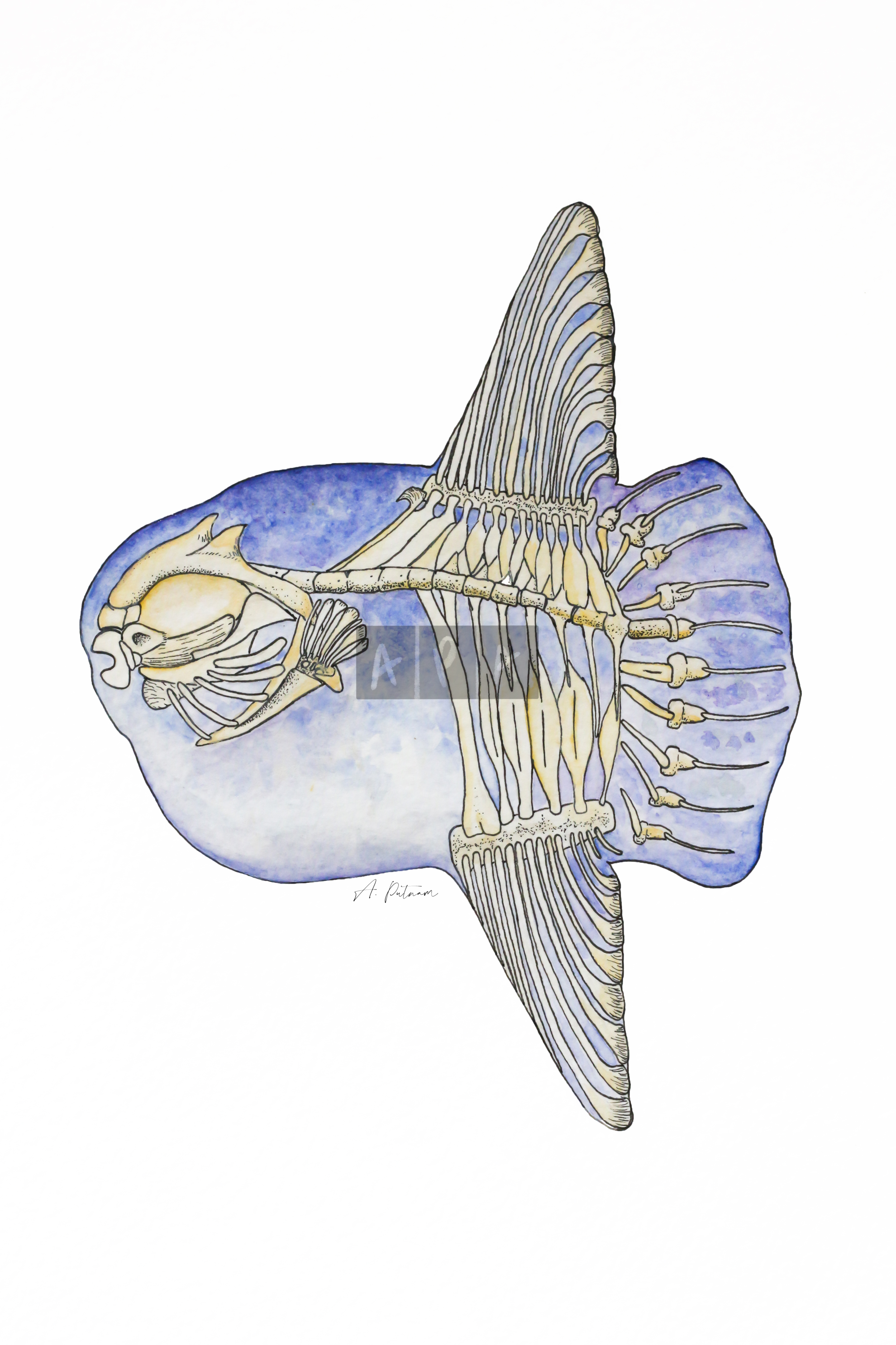 Mola.png