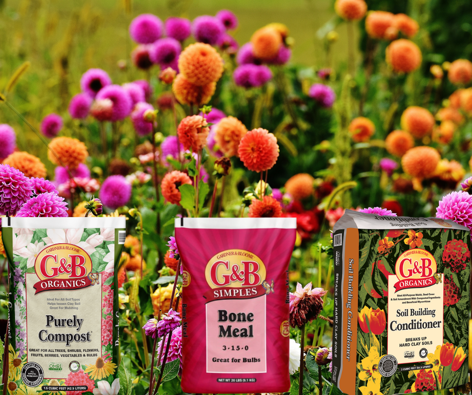 How to Grow Dahlias — Yamagami's Garden Center