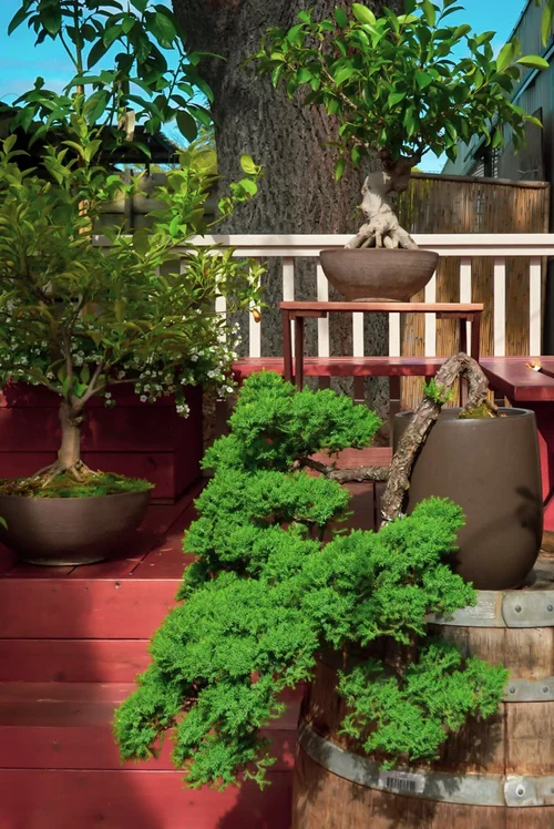 A Unique Bonsai Collection  Yamagami's Garden Center