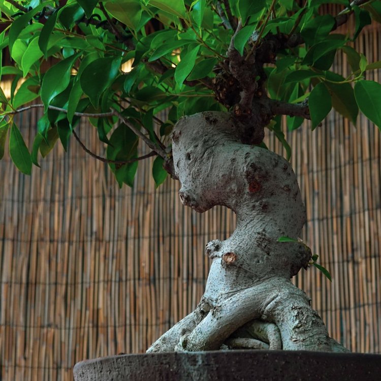 A Unique Bonsai Collection  Yamagami's Garden Center
