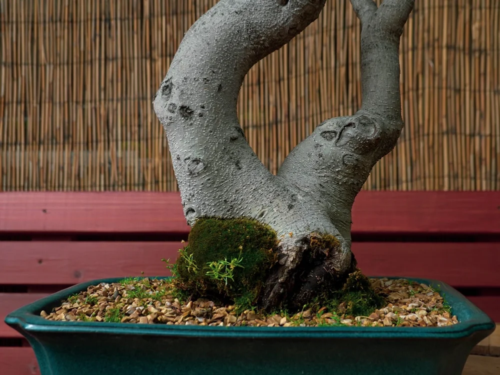 A Unique Bonsai Collection — Yamagami's Garden Center