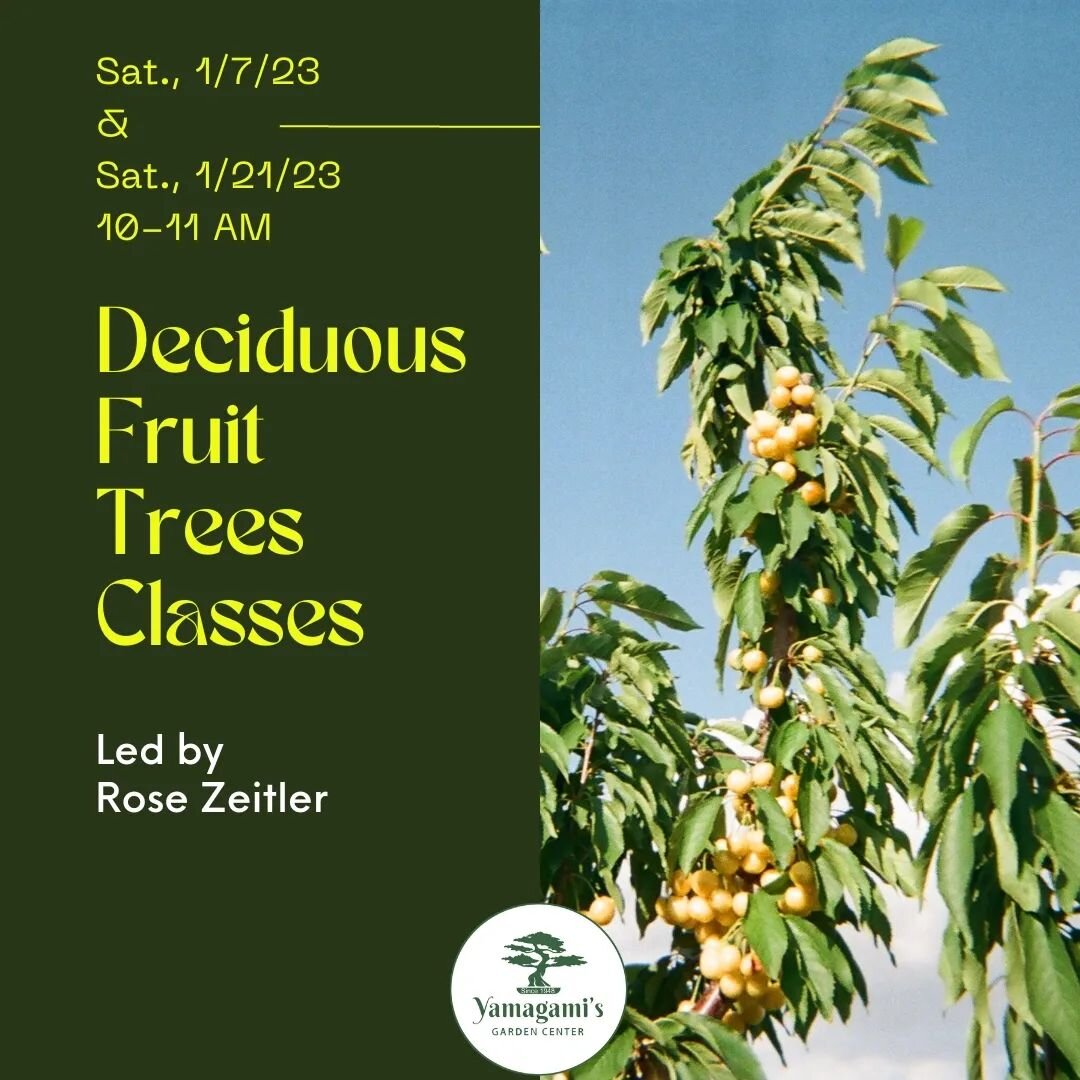 On Saturday, January 7th &amp; 21st, join our DECIDUOUS FRUIT TREES CLASSES led by fruit tree specialist, Rose Zeitler! 🌳

On January 7th (10-11 AM), you'll learn about planting, site selection, variety selection, pruning, pest and disease managemen