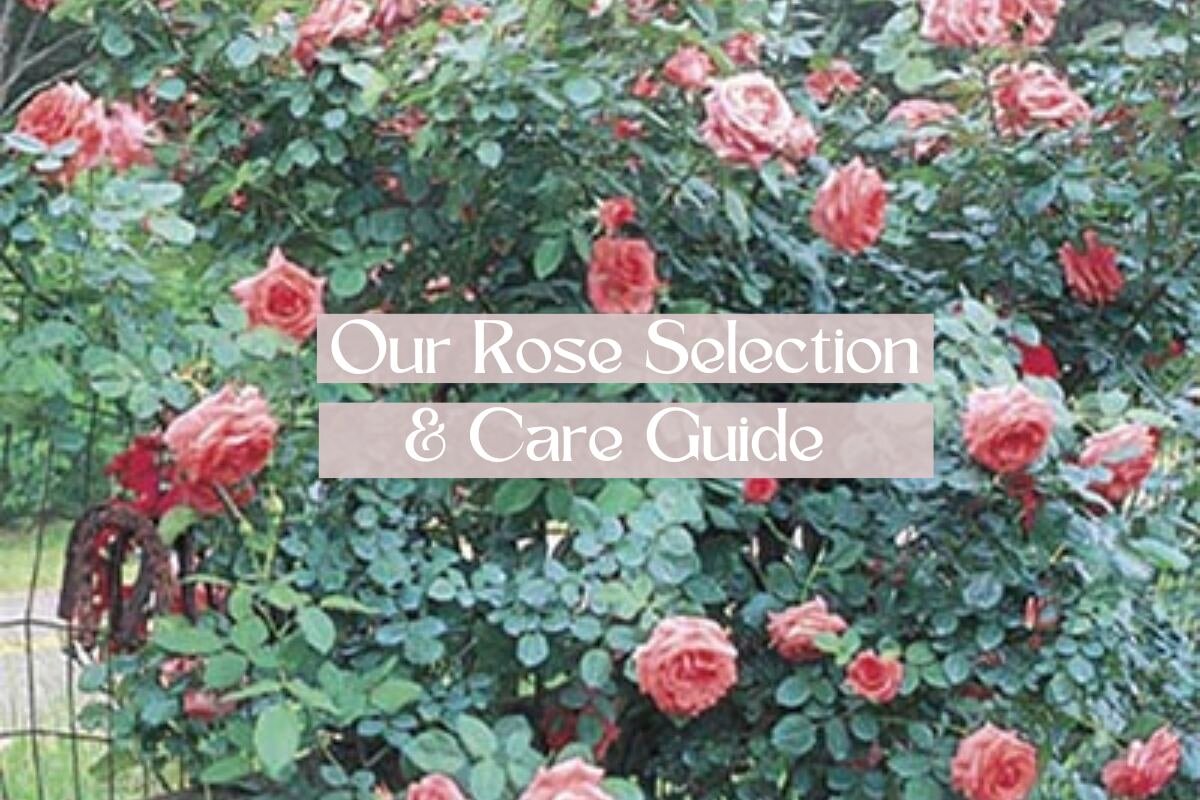 NEW BLOG POST: Our Rose Selection &amp; Care Guide 🌹

We carry over 100 varieties at the nursery, ranging in size, shape, fragrance, and color so that you have plenty to choose from. From hybrid tea roses to tree roses, climbers to miniatures- you&r