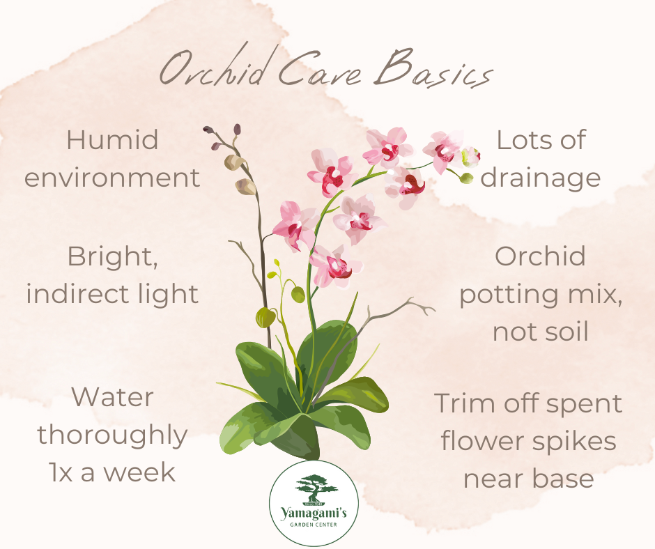 How To Properly Plant Orchids how-to-properly-plant-orchids