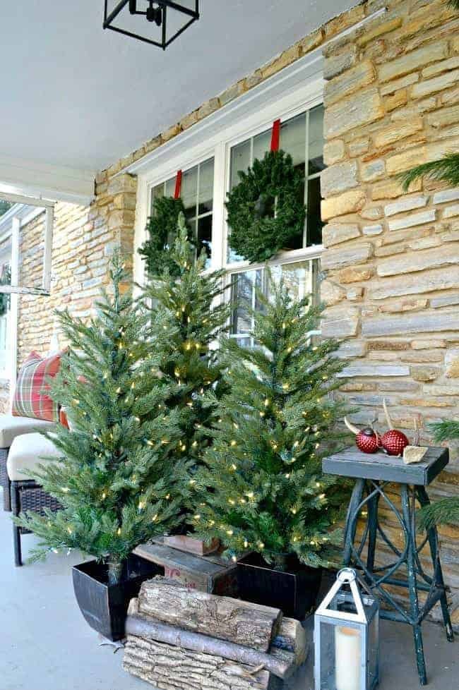 Your holiday porch or balcony needs these plants — Yamagami's Garden Center