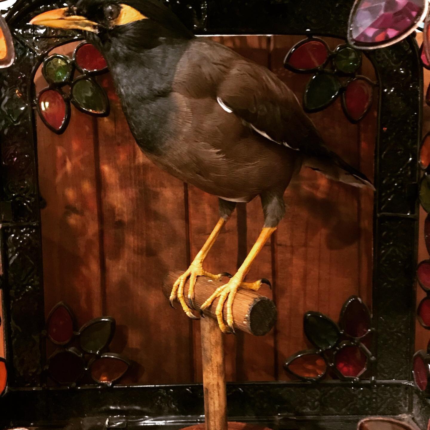 Some of the interesting displays and artifacts at the Museum Makers Studio. Looking forward to an exciting and full weekend as we welcome our class to the art of taxidermy. #taxidermy #museum #castlemaine #workshop #learning #skeleton #traditionalart