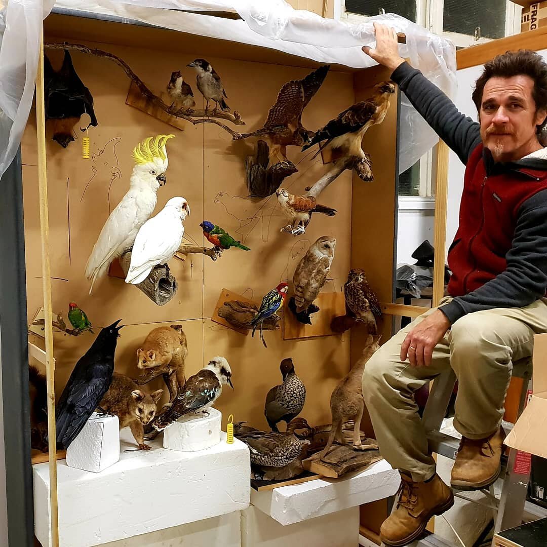 Ewin, busy with case layouts for a new showcase of Australian taxidermy. The mounts have been lovingly restored to highlight thier unique and individual features. Keep your taxidermy mounts out of direct sunlight and they will last generations, the u