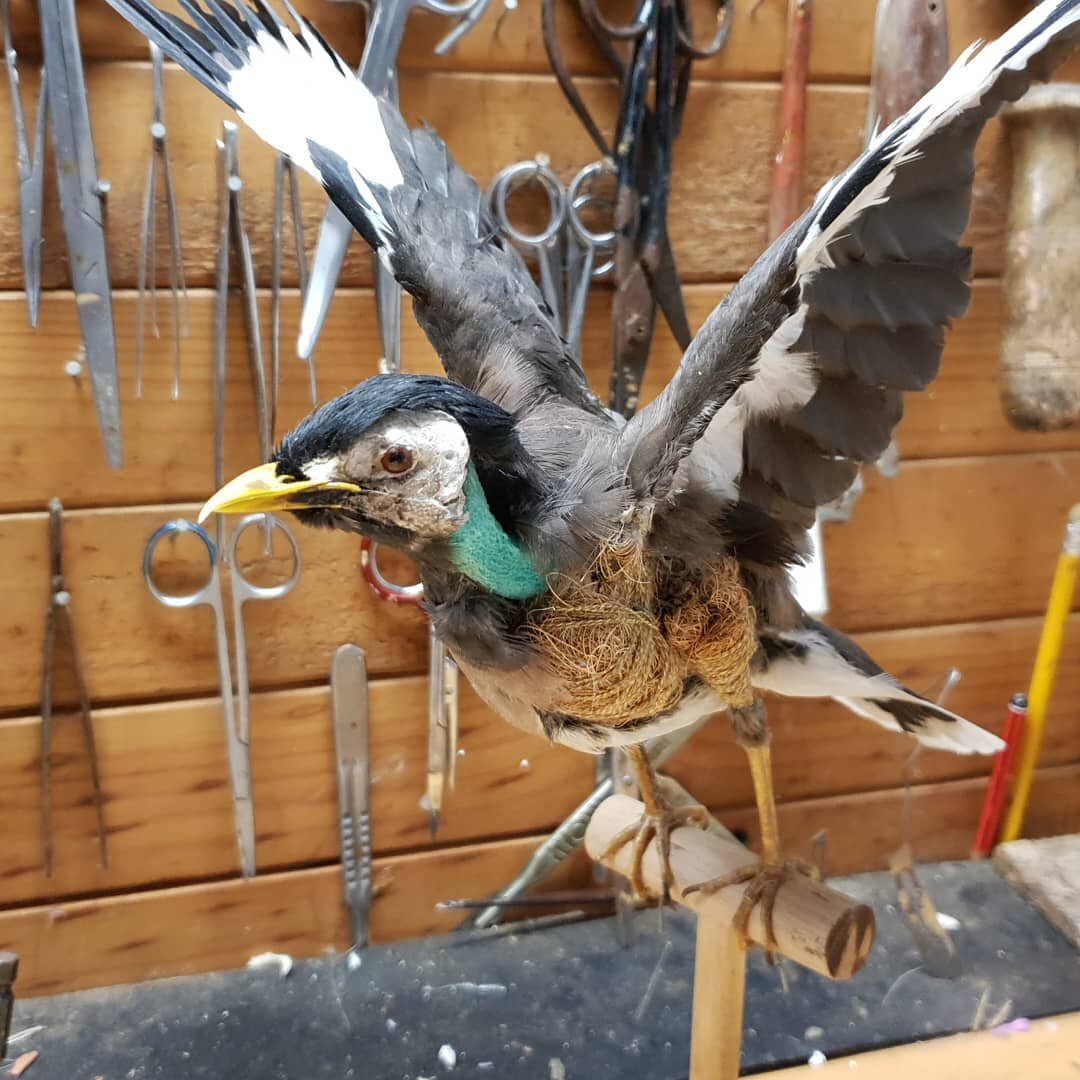 We have a couple of vacant spots left for next month's bird taxidermy weekend course.
You can buy it as a gift for someone special, or do it just because it is an amazing experience and skill. Our local Castlemaine caterers will provide us with a bea
