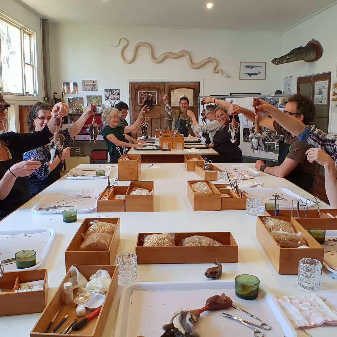 The first training course in our beautifully studio at Lot19art.com
Castlemaine. .
.
.
#taxidermy #mouldmaking #museums #castlemaine