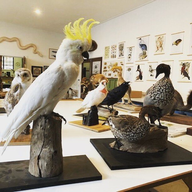 You can almost hear the bird song in the Museum Makers workshop at the moment! We've got Cockatoos, Wood Ducks, Australian Ravens and more being restored. It's amazing getting up close to these amazing creatures.